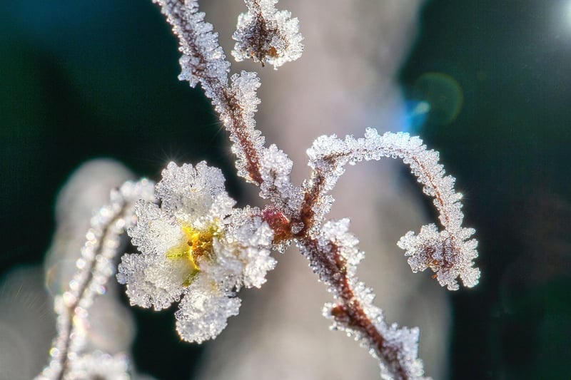 Fantasy Floral Image